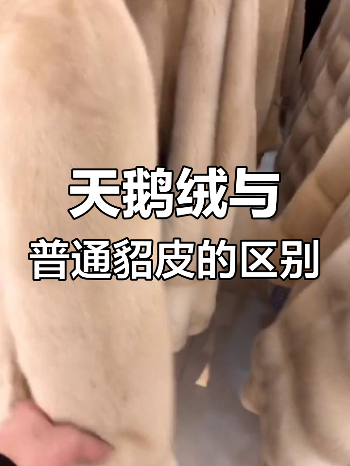 进口天鹅绒水貂:如何区分不同级别,保暖效果大揭秘