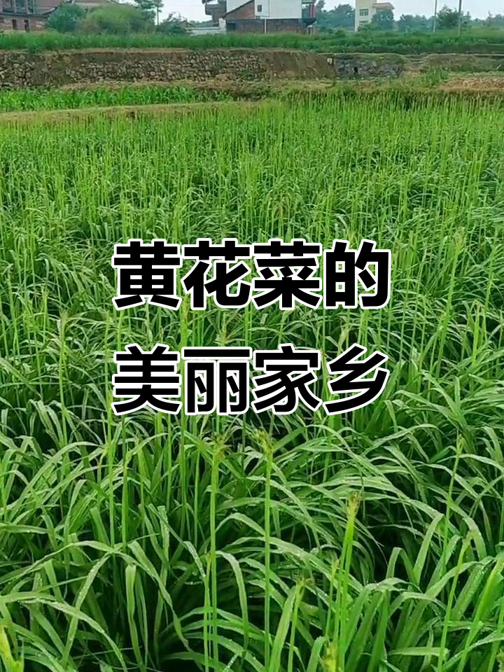 季节更替,黄花菜与油草的田园故事