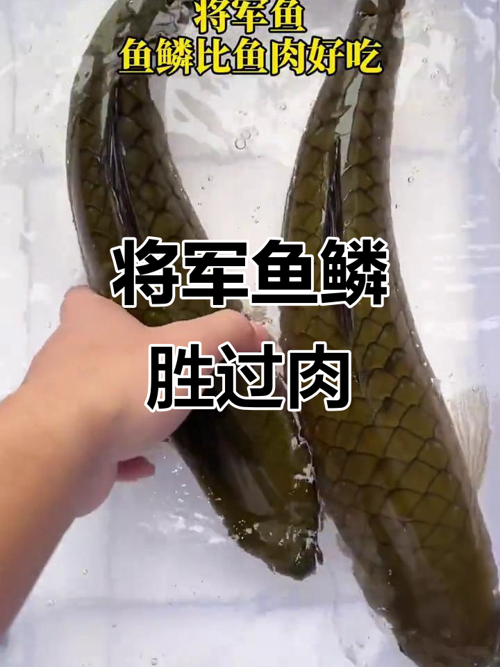 将军鱼的独特做法：鱼鳞比鱼肉更美味