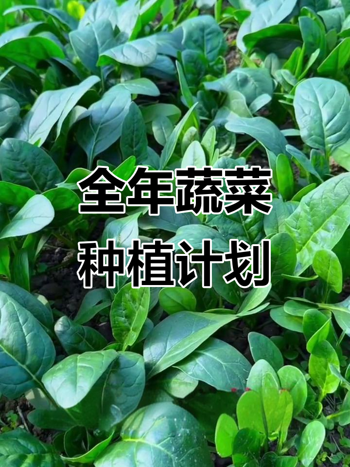 2025年蔬菜种植时间表，白菜、黄瓜到油菜全攻略