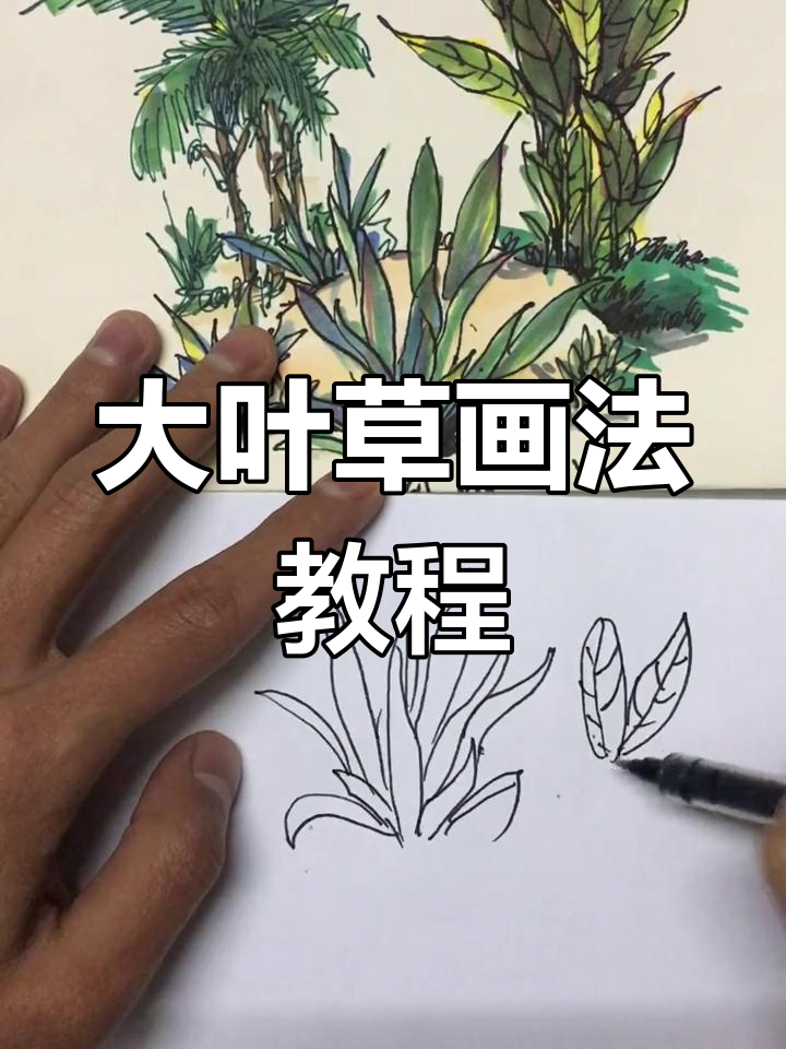 钢笔画大叶草技巧,轻松掌握风景速写