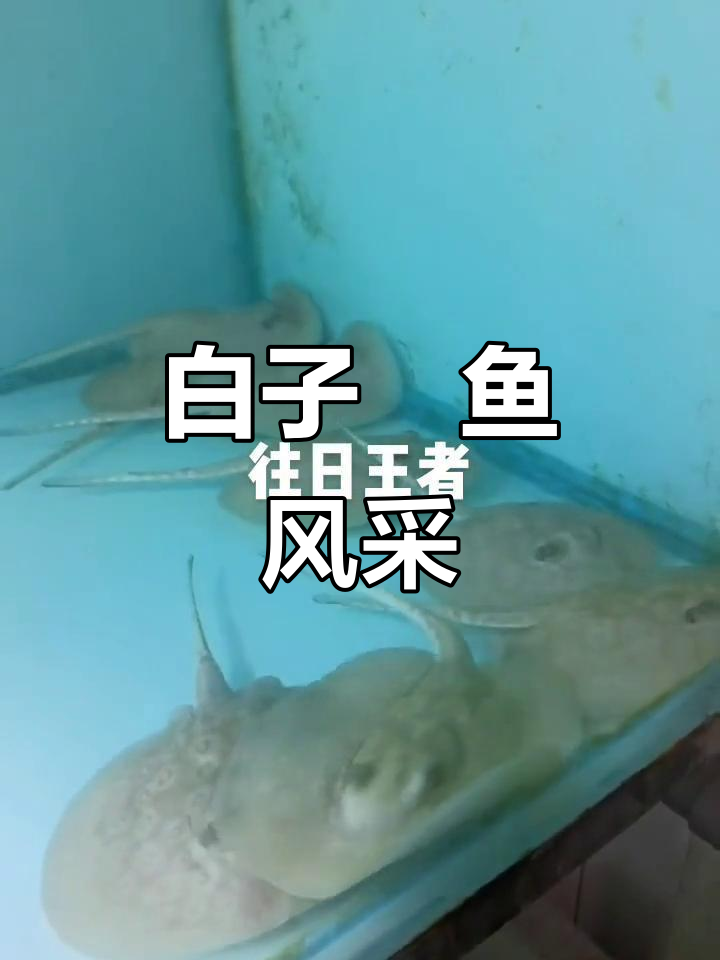 曾经的王者白子魟鱼,皇冠魟鱼的魅力展示