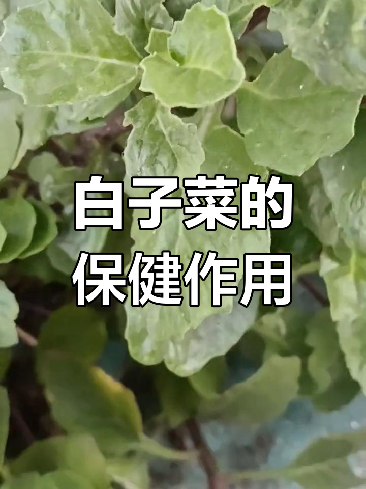 白子菜的药用价值与营养分析