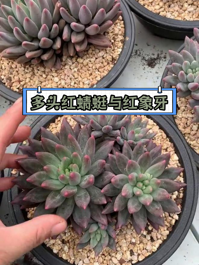 红蜻蜓多肉老桩与红象牙大群展示