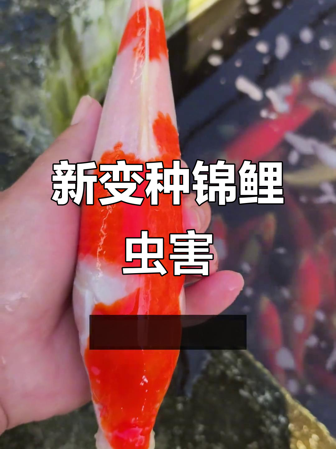 佛山锦鲤厂挑战变异寄生虫，死亡症状惊悚揭秘