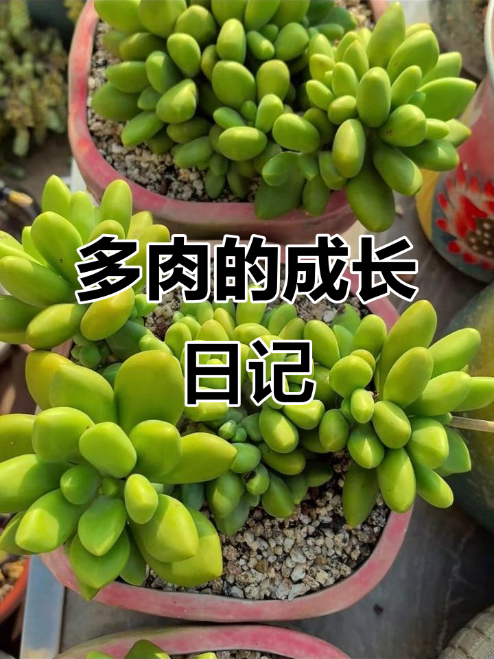芒果奶与多肉植物的美丽碰撞,每一天都有新变化