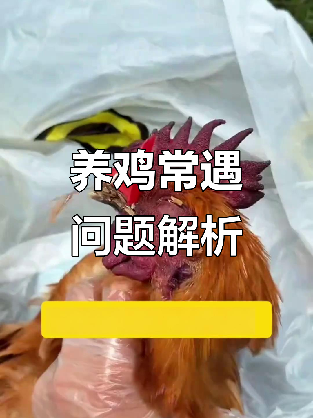 鸡冠发紫、长痘?这些常见问题如何应对