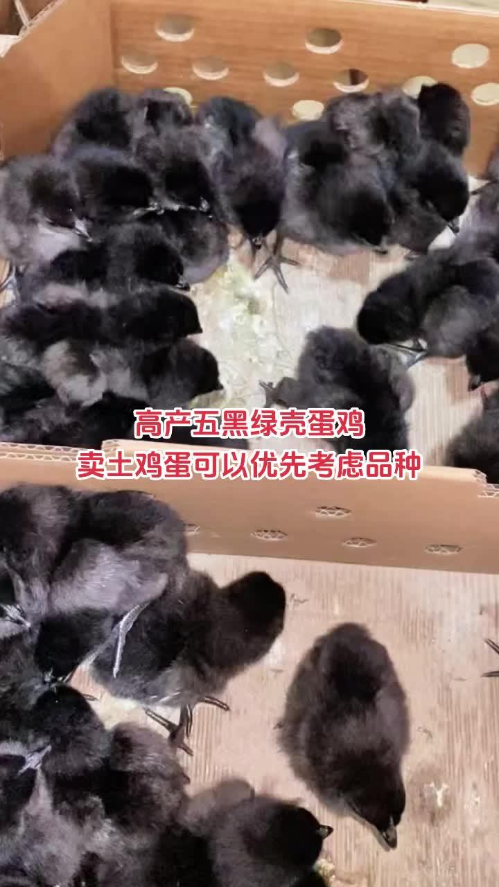 三农 养殖 养鸡 农村散养土鸡 五黑绿壳蛋鸡 高产五黑绿壳蛋鸡,卖土鸡蛋可以优先考虑品种