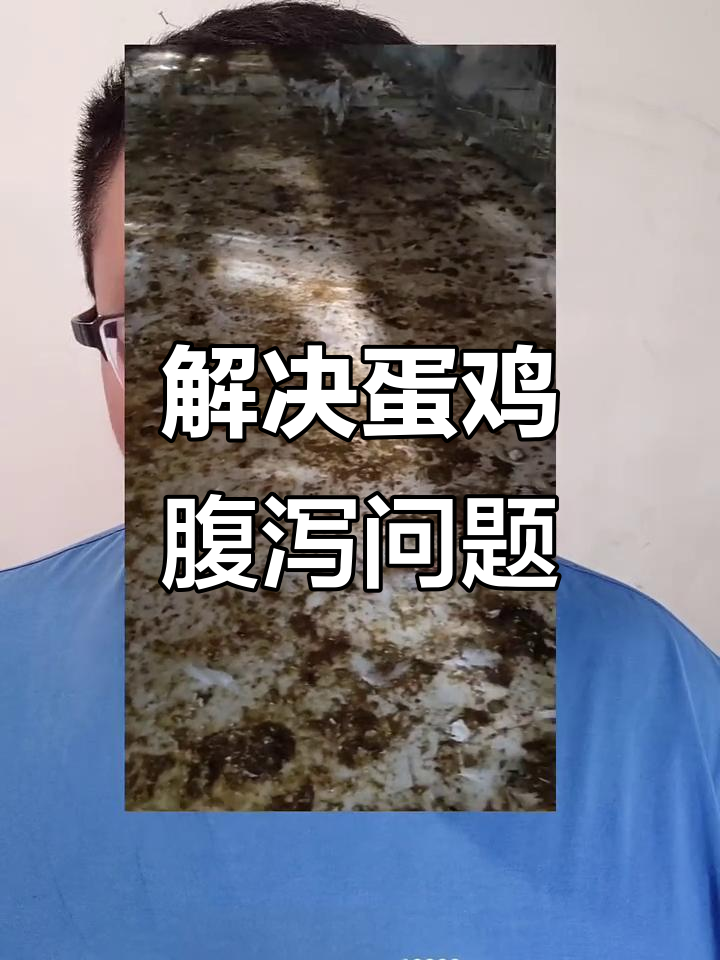蛋鸡粪便稀,如何判断原因并解决?