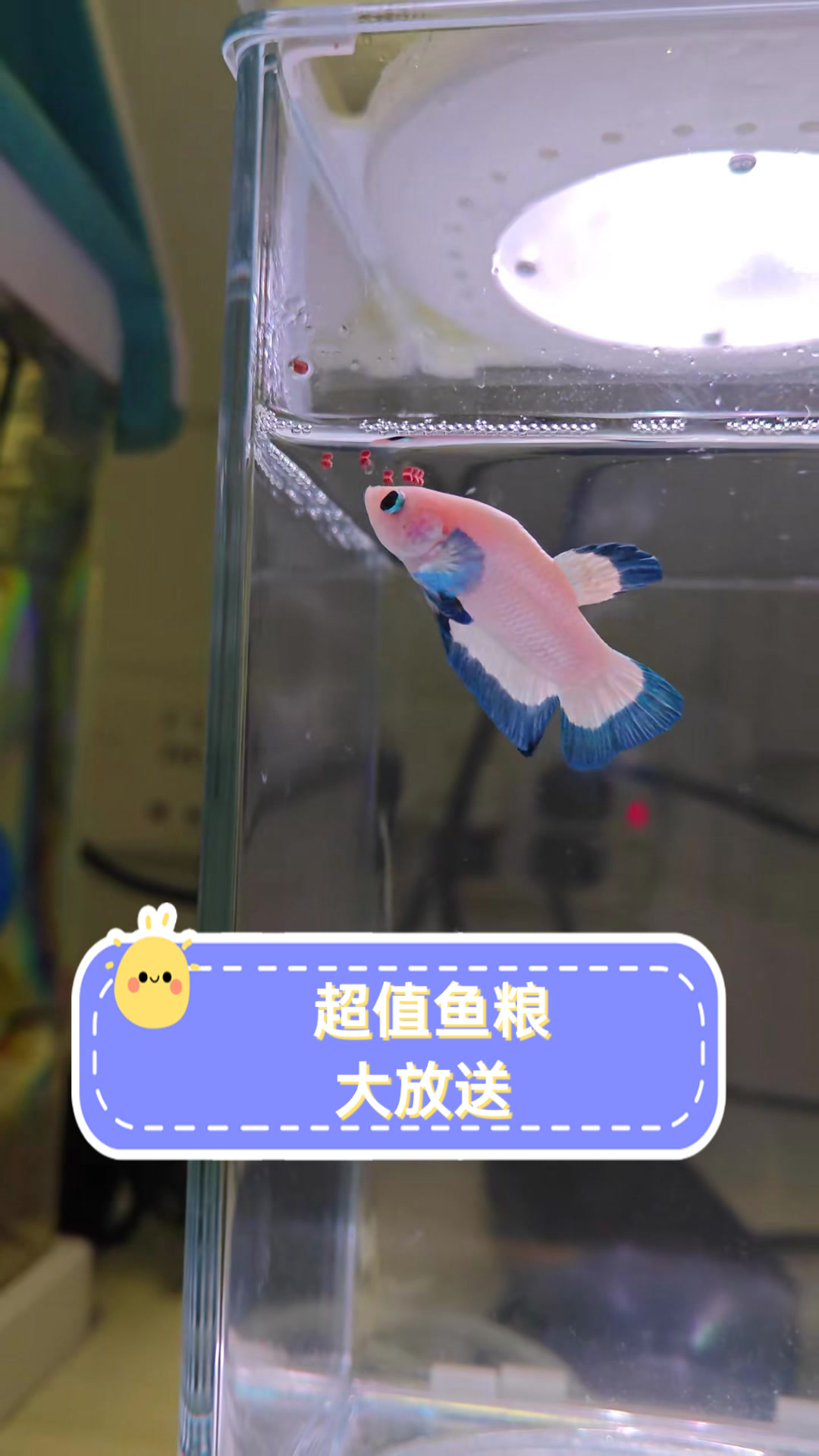 超值鱼粮大放送