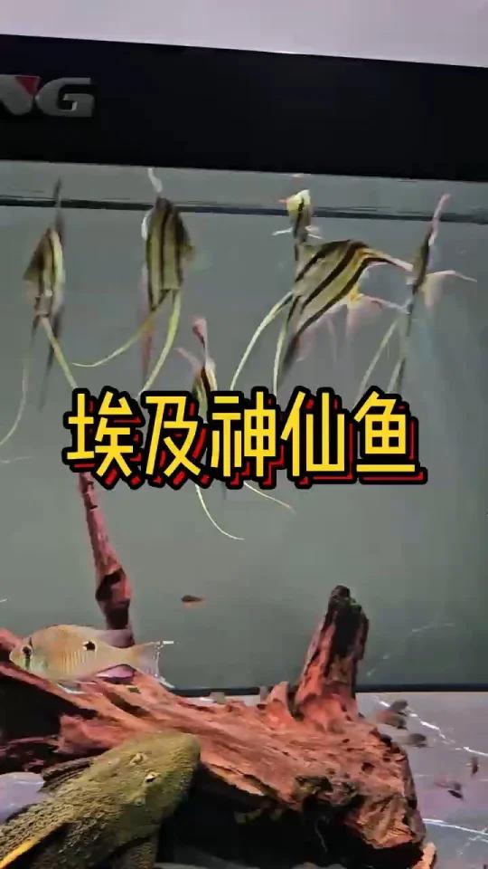 埃及神仙鱼