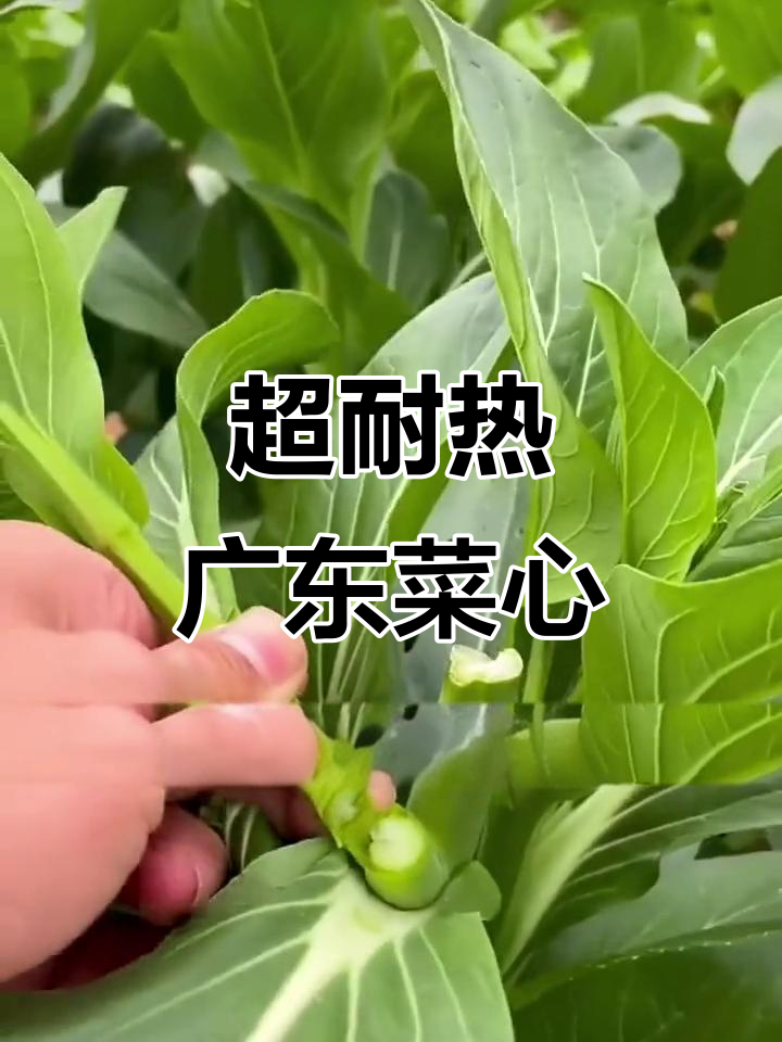 广东菜心:从六月到十月,轻松种植的鲜嫩美味蔬菜