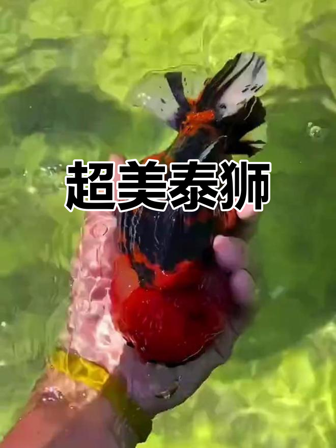 经典泰狮金鱼展示