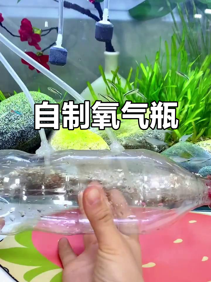 鱼缸断电也能打氧,DIY自制增氧装置超简单