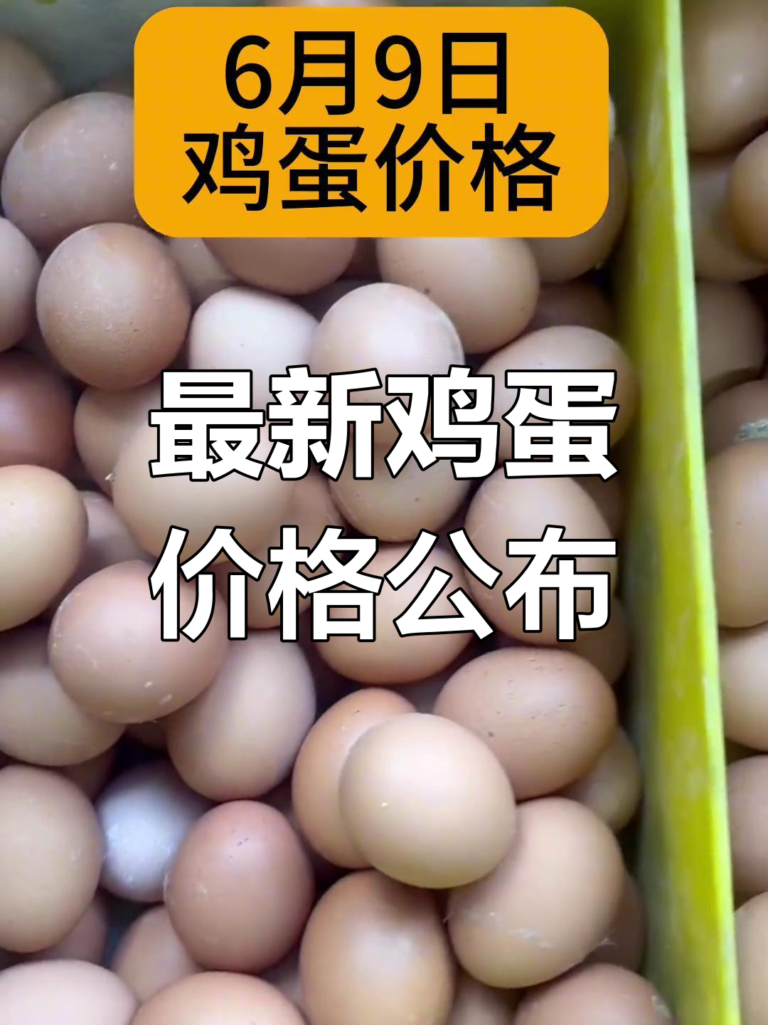 6月9日全国鸡蛋价格大揭秘,土鸡蛋市场行情速览