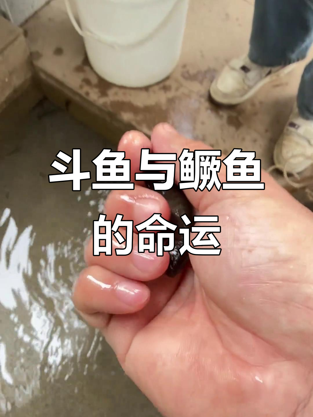 斗鱼待遇大不同,鳜鱼和酸兄甘地共享新家