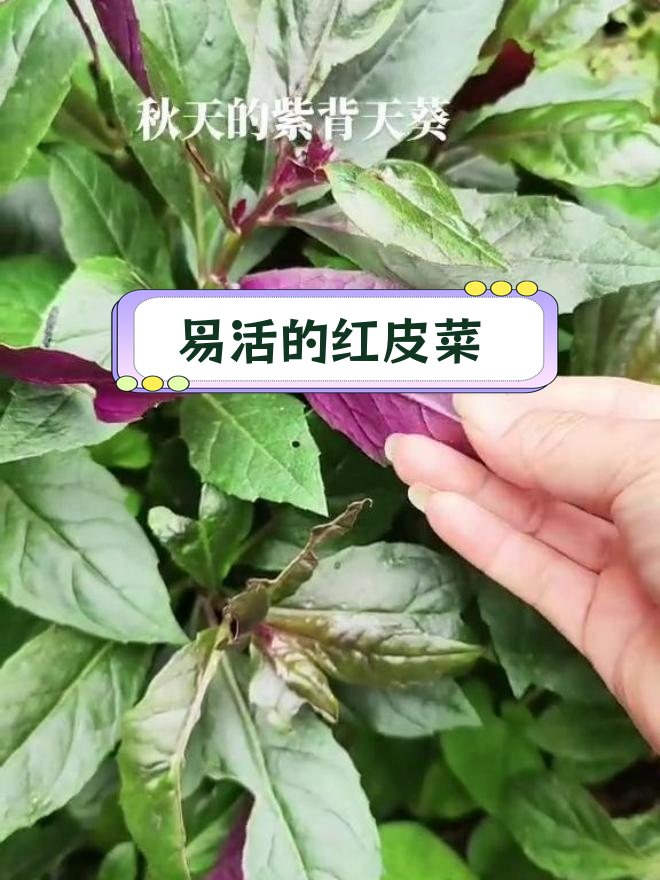 紫背菜扦插易活,多年生补血佳选