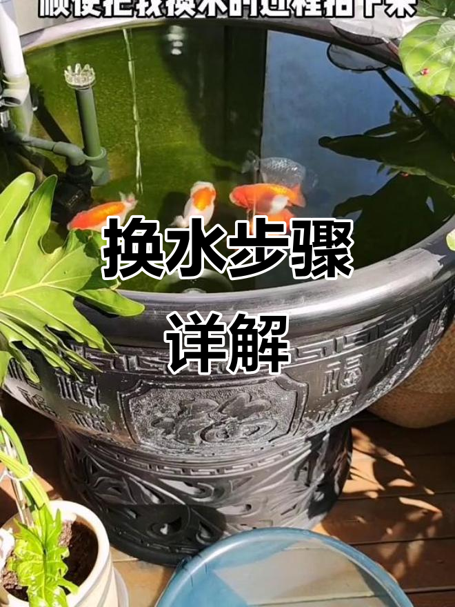 瓦盆养鱼换水技巧,轻松掌握不打扰