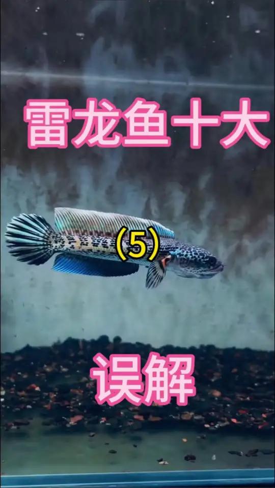 雷龙鱼十大误解之性别歧视 雷龙鱼 黄金眼镜蛇雷龙 巴卡雷龙 雷龙分公母 观赏鱼