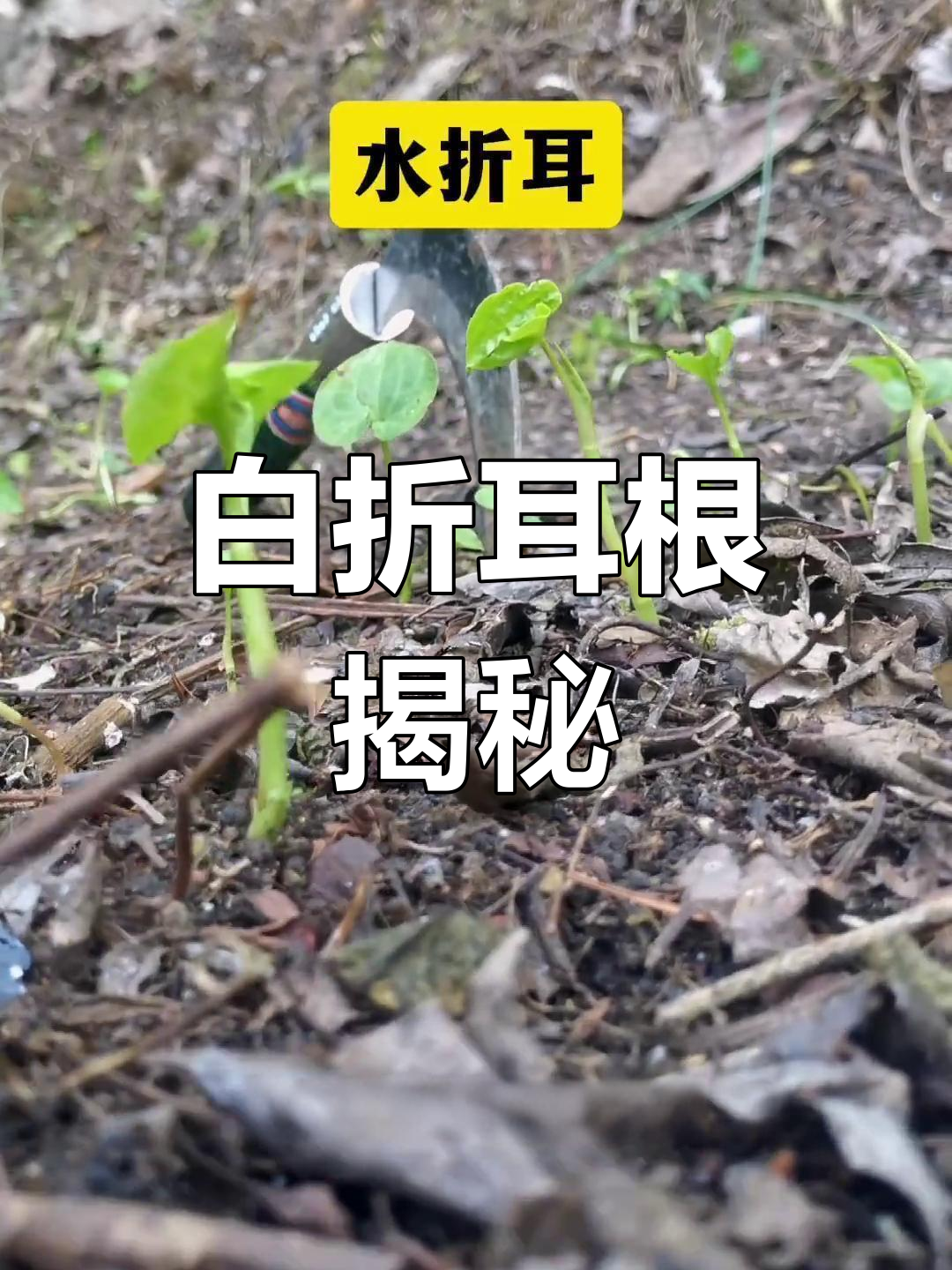贵州民间药材白折耳根,你见过吗?