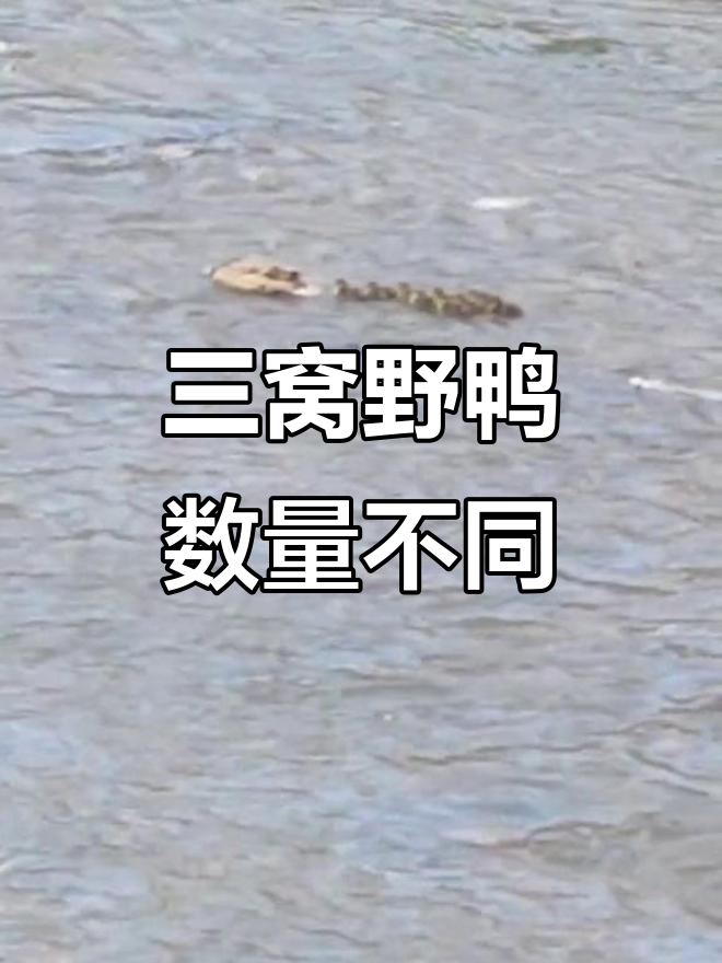 今年三窝野鸭,数量不一:九个、七个和十个