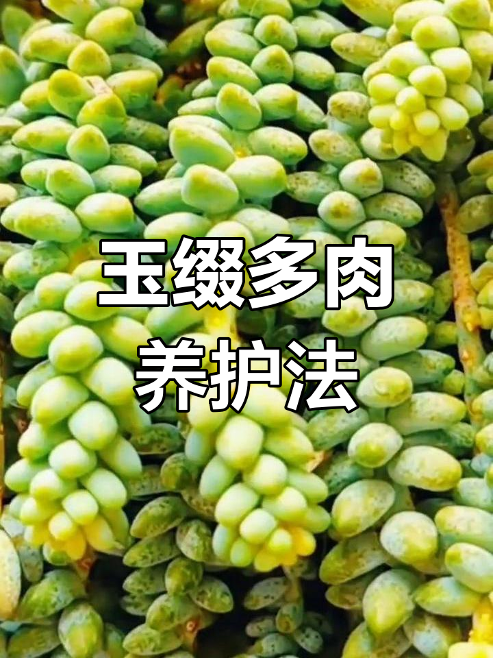 多肉玉缀养护技巧,轻松打造爆盆效果