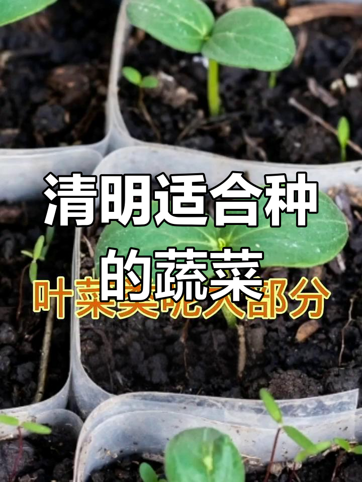 清明节种什么蔬菜最合适?叶菜、豆角还是瓜类?