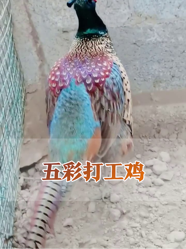 五彩野鸡打工记：扒石子找食比我上班还拼