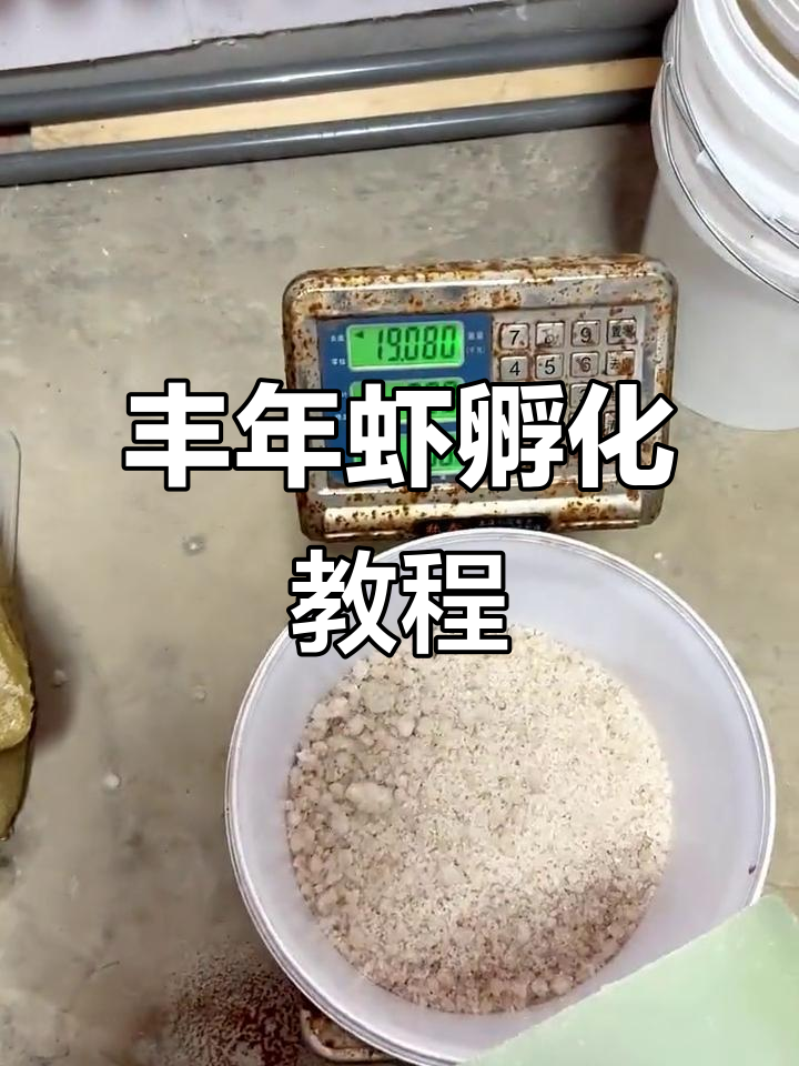 丰年虾孵化全攻略：从称重到冲成年，轻松掌握技巧