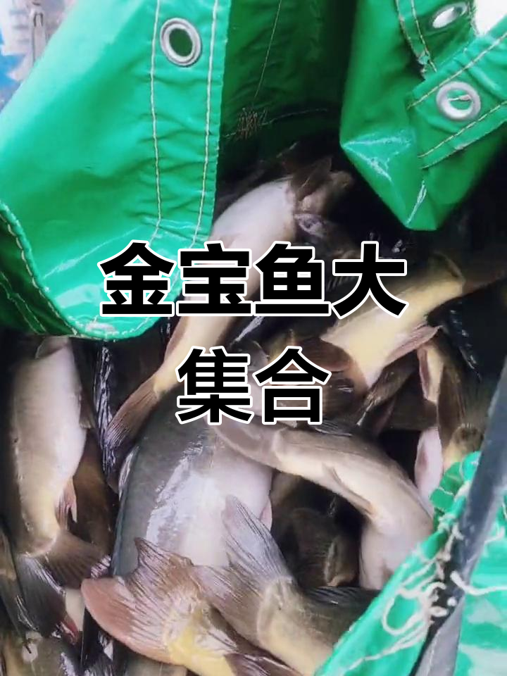 各种金宝鱼,四五六七八斤都有