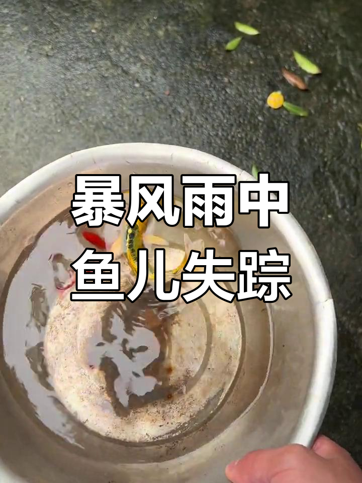 暴雨后鱼虾全跑,只剩一只小金鱼和小红鱼