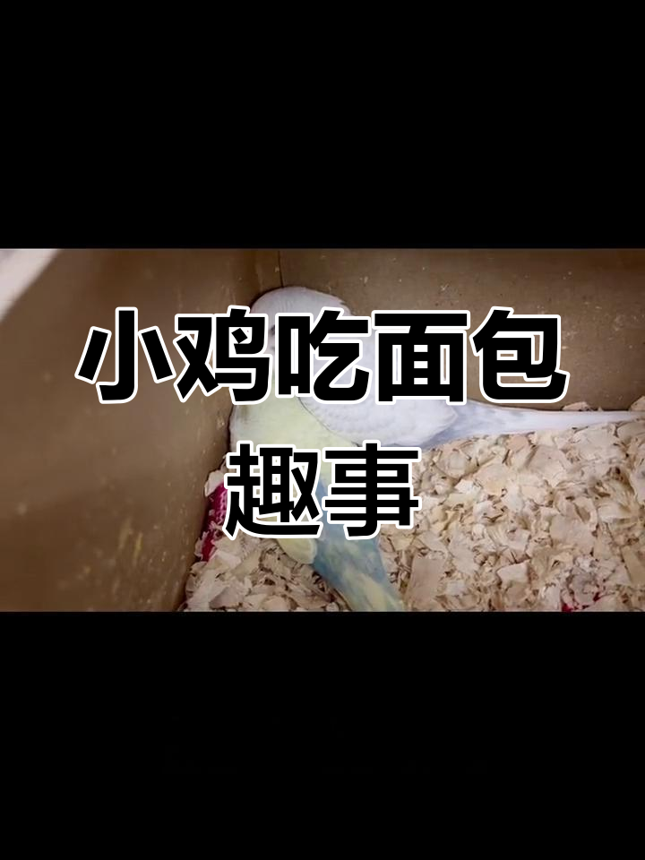 面包挑战:小鸡的搞笑瞬间