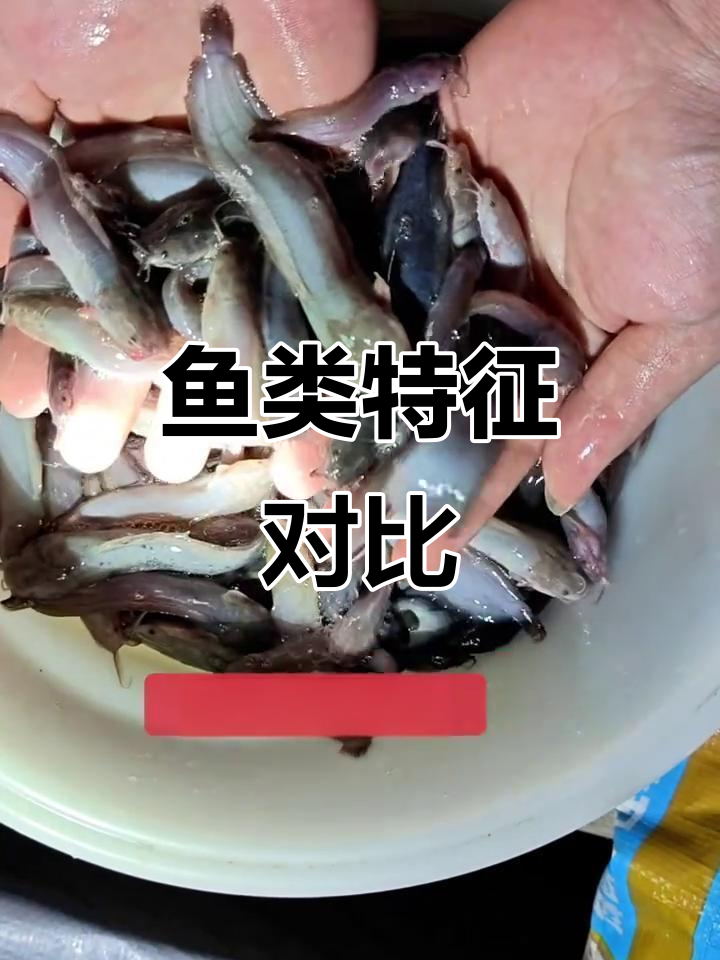 塘角鱼与鲶鱼的明显区别:体型、颜色及胡须数量不同