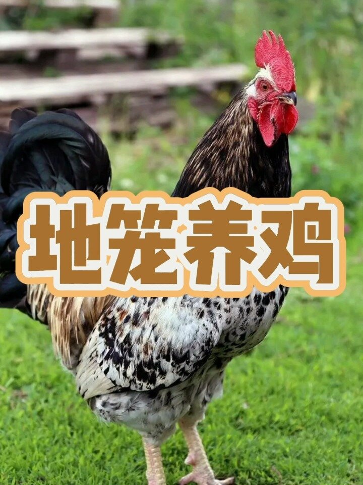 地笼养鸡
