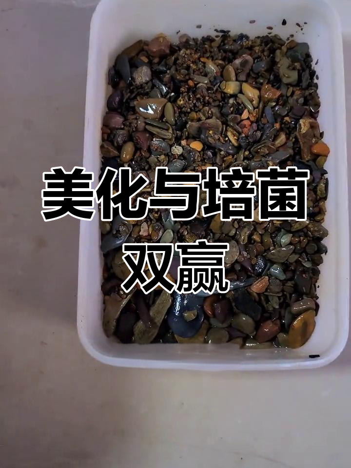 溪流沙铺底,鱼缸造景既美观又培菌,大小缸皆宜