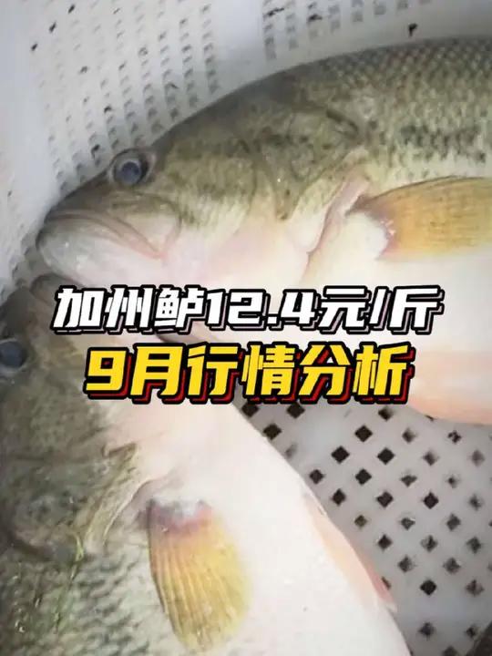 加州鲈鱼只有12.4元每斤了?9月行情分析