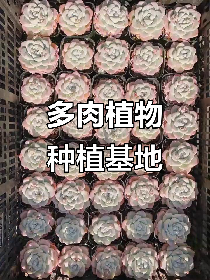 云南多肉植物基地,专注批发与零售