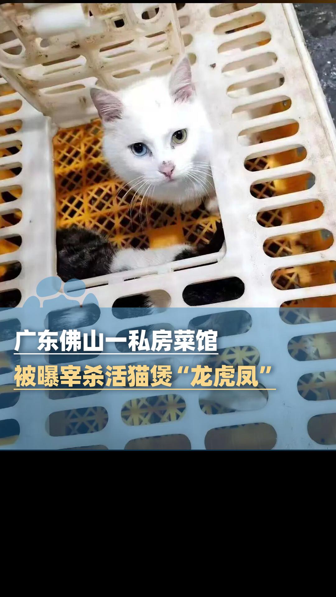 广东佛山一私房菜馆被曝宰杀活猫煲“龙虎凤”，当地回应