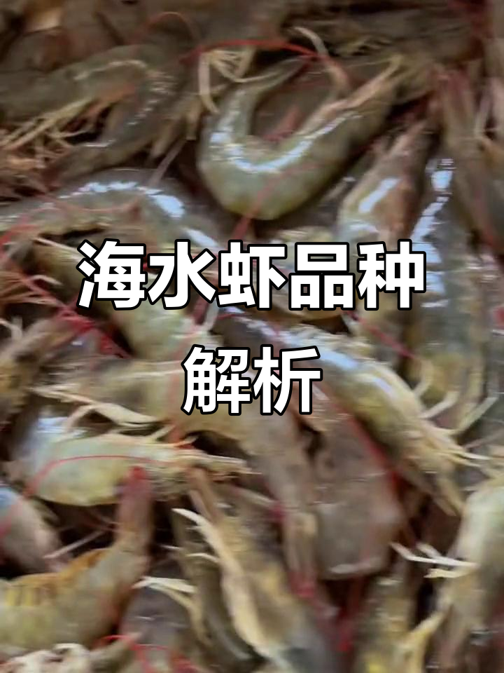 海水虾品种大揭秘:从十七头到五组二十头的实力对比