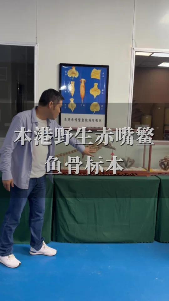 野生赤嘴鳘鱼骨标本