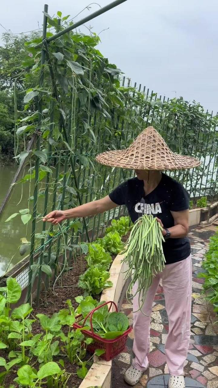 退休男人打理自家小菜园，记录真实种菜日常