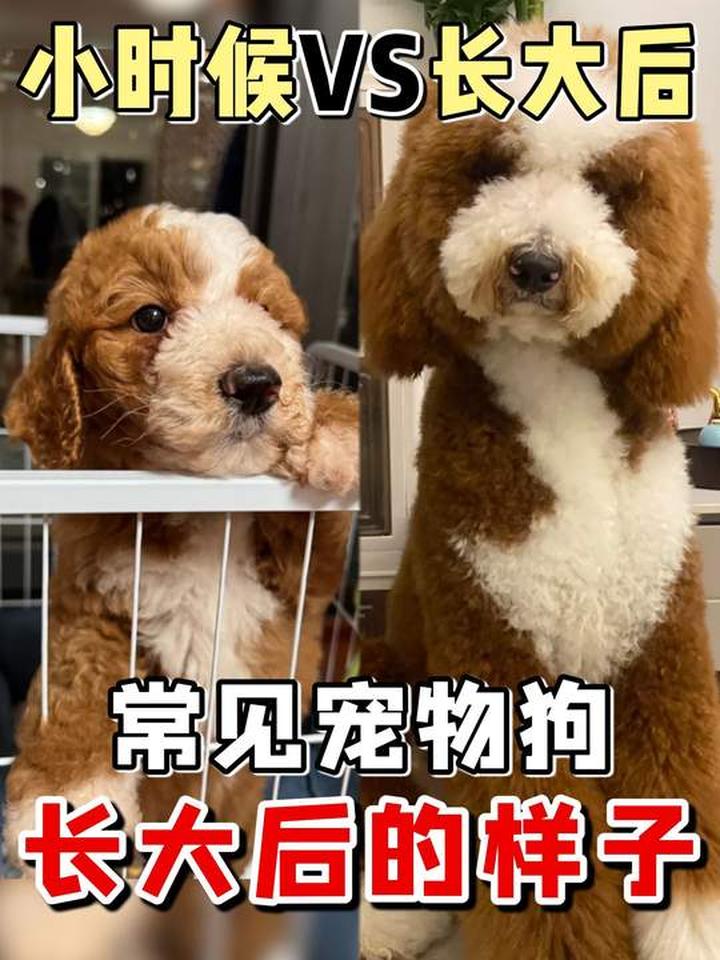 常见宠物狗小时候与长大后模样对比