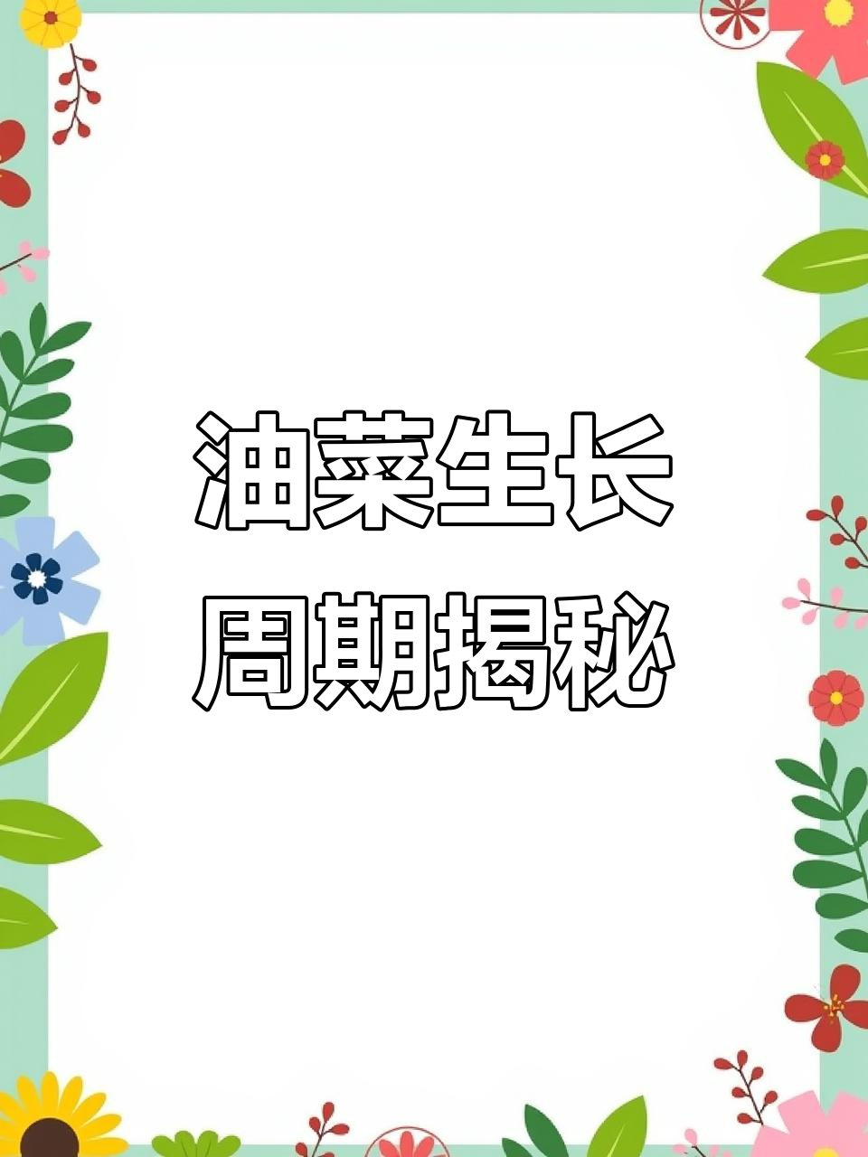 油菜生长期详解:从播种到收获的全过程