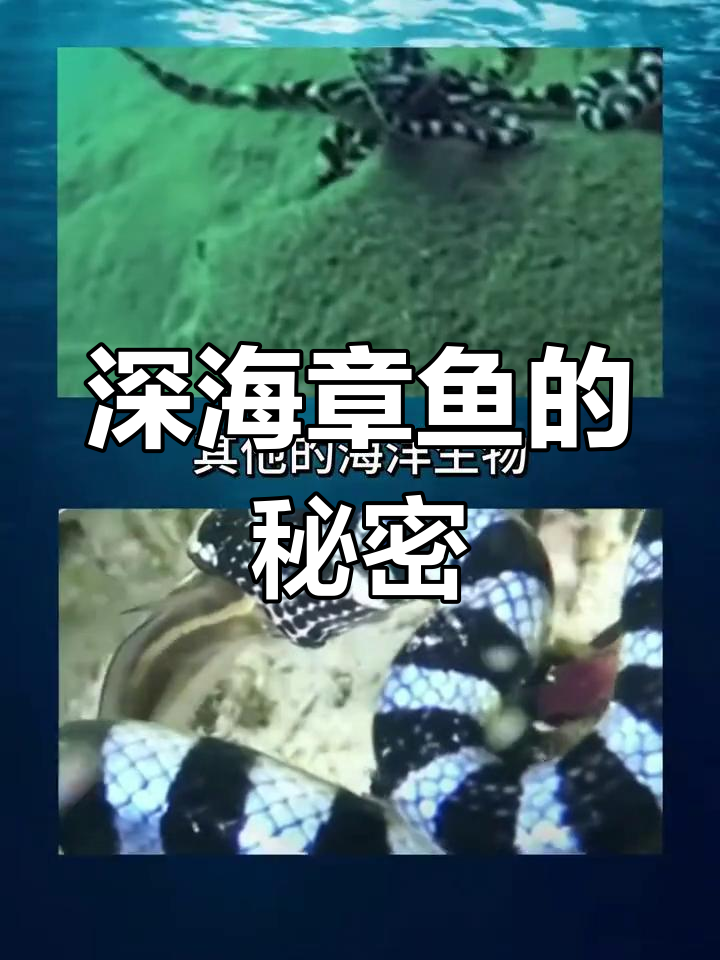 章鱼与外星人的神秘联系