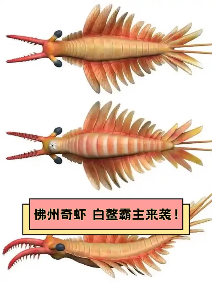佛州奇虾,白鳌霸主来袭!