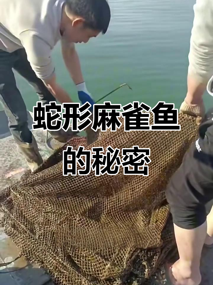 南方常见麻雀鱼，生活在水草丰盈的淡水区