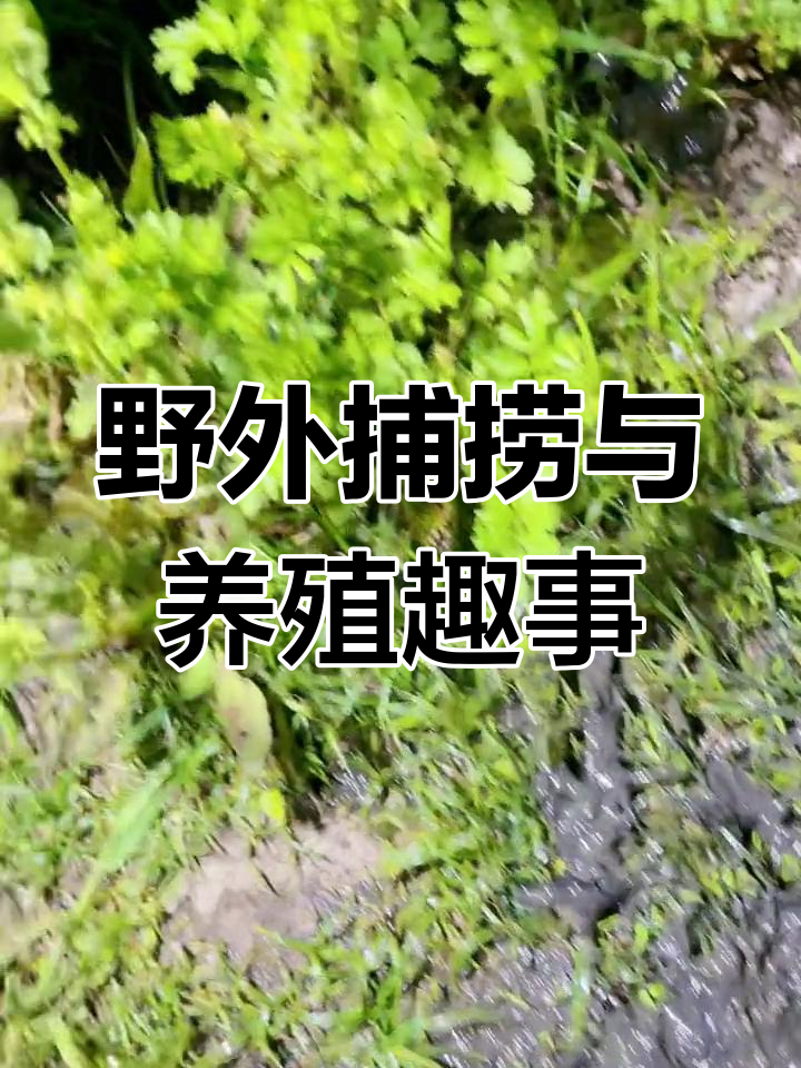户外抓鱼养鱼日记:捕捉野生雷龙、澳龙和呆子鱼的乐趣
