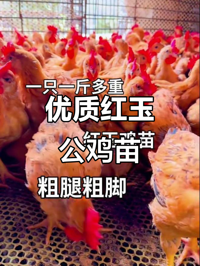 红玉公鸡苗,散养笼养皆宜,疫苗齐全健康保障