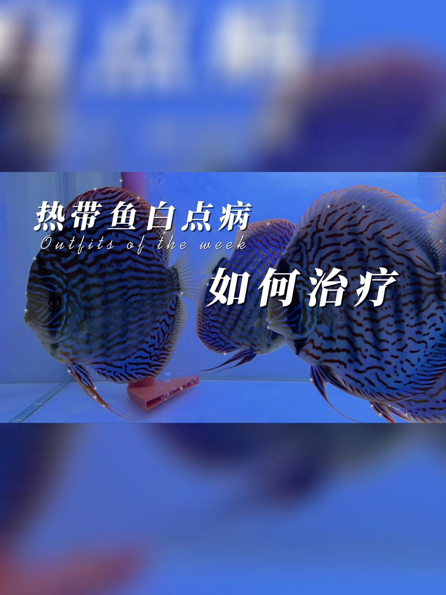 七彩神仙引起白点病的主要原因就是水温过低