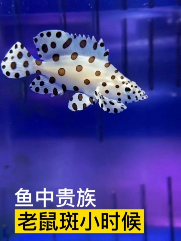 石斑鱼中的贵族,老鼠斑